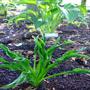 Praying Hands and Stargate Hostas